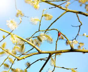 Blooming willow
