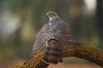 Eurasian goshawk
