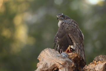 Eurasian goshawk