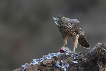 Eurasian goshawk