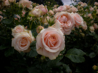 Roses in a garden