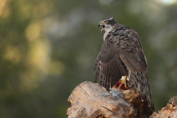 Eurasian goshawk