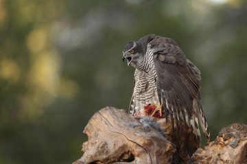 Eurasian goshawk
