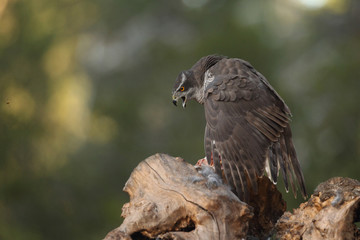 Eurasian goshawk