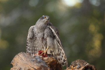 Eurasian goshawk