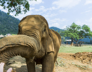 Thailand Elephant