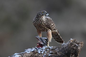 Eurasian goshawk