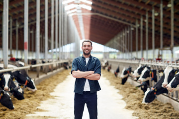 man or farmer with cows in cowshed on dairy farm