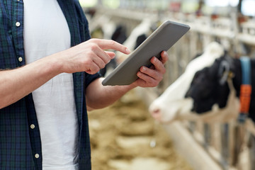 man with tablet pc and cows on dairy farm © Syda Productions