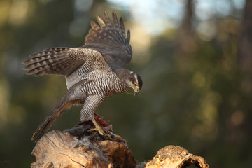 Eurasian goshawk
