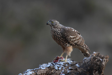 Eurasian goshawk