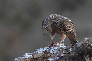 Eurasian goshawk