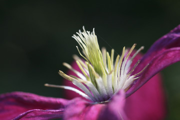 Blüte im Frühling