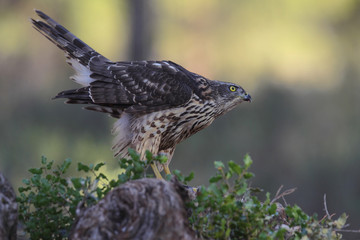 Eurasian Goshawk