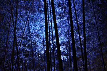 Luminous bamboo grove, a night of Kyoto Japan
竹林　夜景 日本