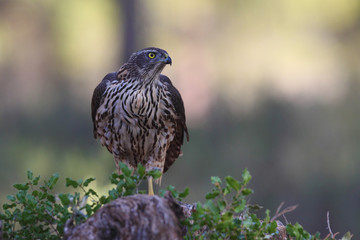 Eurasian Goshawk