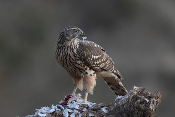 Eurasian Goshawk