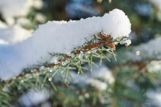 Fir Blue Spruce in the snow