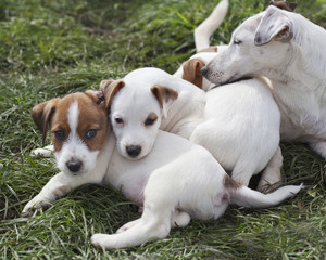 Cachorros Jack Russel con su madre