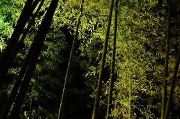 Luminous bamboo grove, a night of Kyoto Japan
竹林　夜景 日本