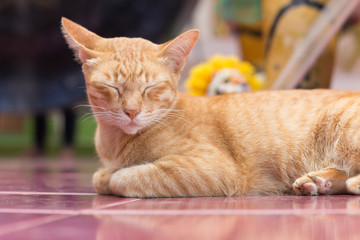 Yellow cat during the relaxing time