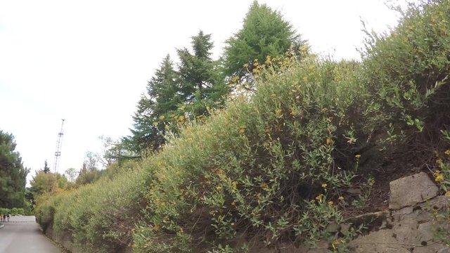 Stone wall with climbing plants