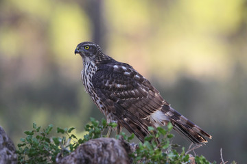 Eurasian Goshawk