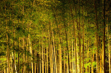 Fototapeta premium Luminous bamboo grove, a night of Kyoto Japan 竹林 夜景 日本