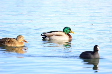 Ducks on the water 