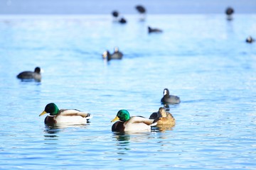 Naklejka premium Ducks on water