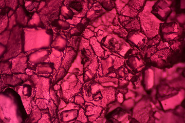 The Microscopic World. Fruit jelly under the microscope.