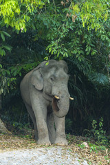 Asian elephant in Khao Yai National Park. Thailand