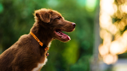 Labrador dog smile wirh bokeh
