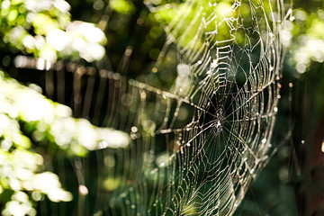 Spinnennetz im Sonnenlicht