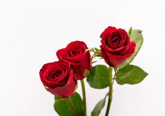 roses for your lover, valentine day