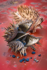 Jimson weed (Datura stramonium) or Thorn apple. Fruit and seeds