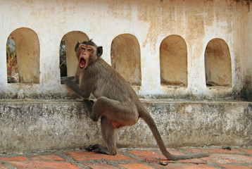 monkey nearly entrance to Khao Luang cave