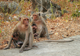 monkeys nearly entrance to Khao Luang cave