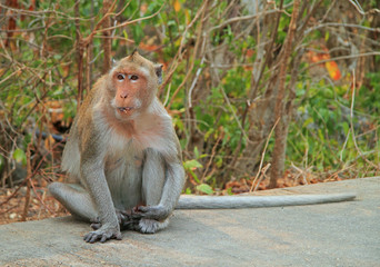 Naklejka premium monkey nearly entrance to Khao Luang cave