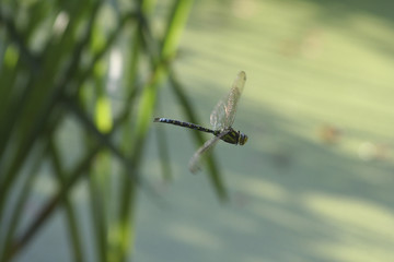 Aeshna cyanea