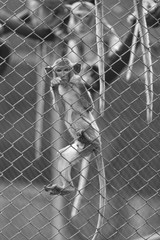 monkey in cage, black and white