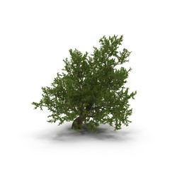 Green summer old maple tree isolated on white. 3D illustration