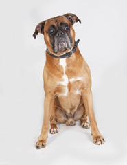Perro Boxer en estudioi