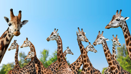 Herd of giraffes in the background blue sky.