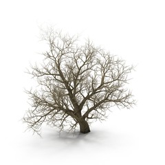 Fototapeta na wymiar Winter old maple tree isolated on white. 3D illustration