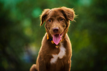 Portrait of brown Labrador retriever