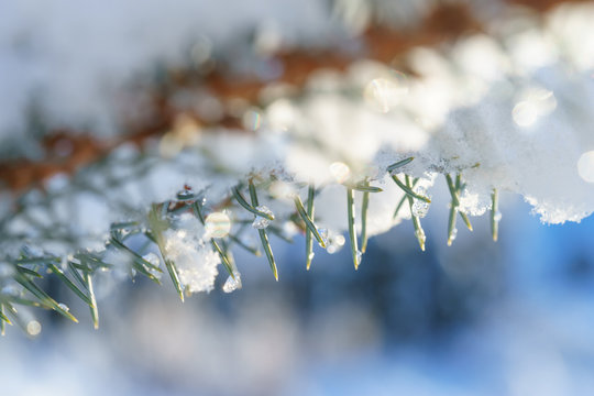 Fir Blue Spruce in the snow