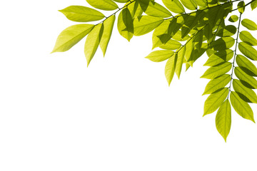 Fototapeta na wymiar Silhouette green leaves isolated on white