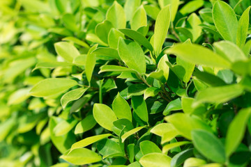 background of leaves green bush