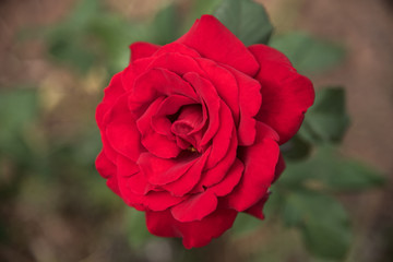 Red rose flowers with background blurred